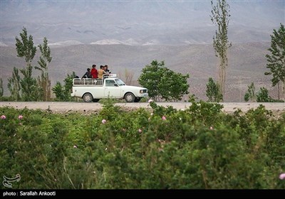 جشنواره برداشت گل محمدی - کرمان