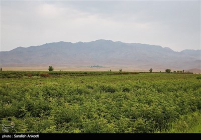 جشنواره برداشت گل محمدی - کرمان