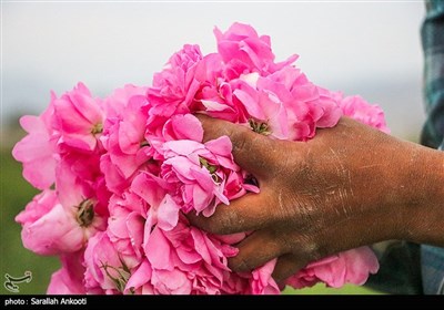 جشنواره برداشت گل محمدی - کرمان