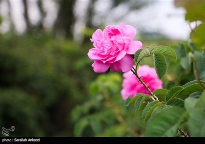 جشنواره برداشت گل محمدی - کرمان