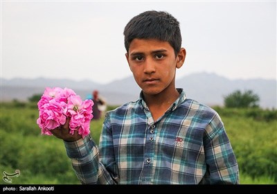 جشنواره برداشت گل محمدی - کرمان