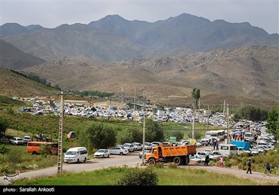 جشنواره برداشت گل محمدی - کرمان