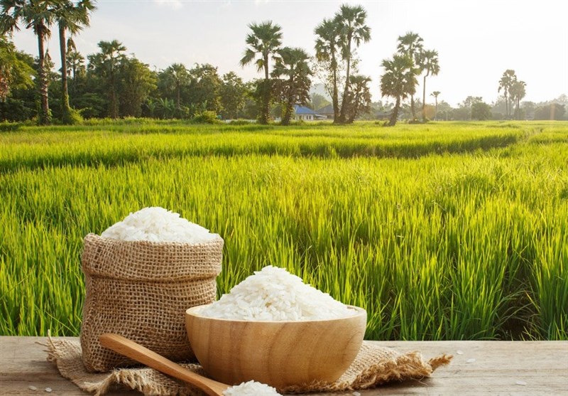 برنج سنواتی هاشمی با قیمت 70 هزار تومان از کشاورزان خرید توافقی می‌شود