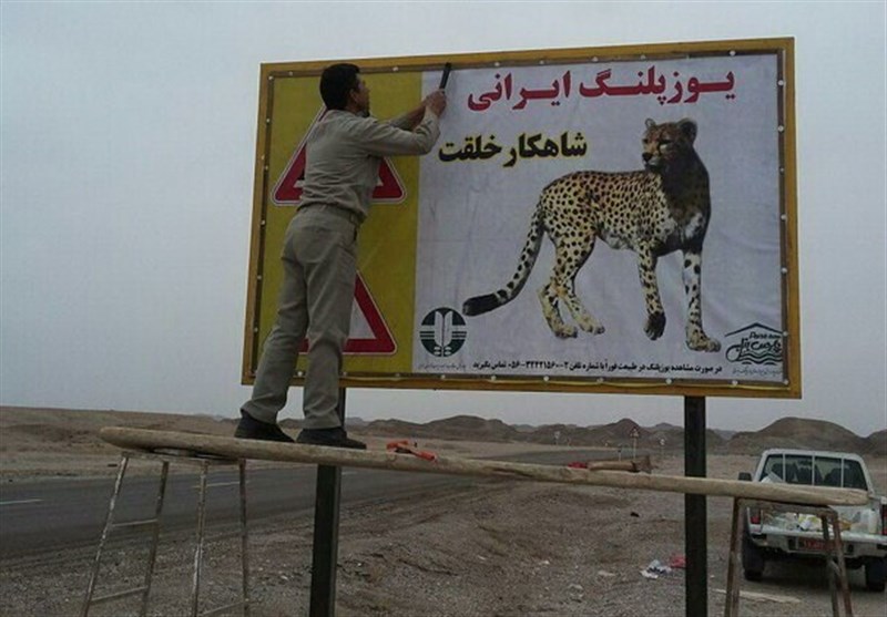 منتظر "انقراض یوزپلنگ ایرانی" نشسته‌ایم؛ فنس‌کشی جاده عباس‌آباد میامی بماند برای وقتی دیگر!