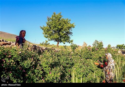 برداشت گل محمدی در روستای عنصرود - تبریز