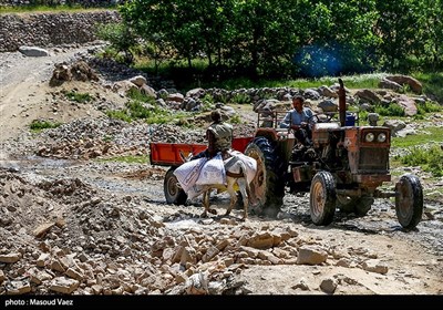 برداشت گل محمدی در روستای عنصرود - تبریز