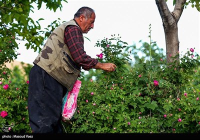 برداشت گل محمدی در روستای عنصرود - تبریز