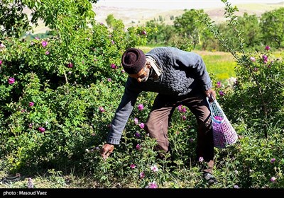 برداشت گل محمدی در روستای عنصرود - تبریز