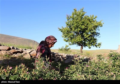 برداشت گل محمدی در روستای عنصرود - تبریز