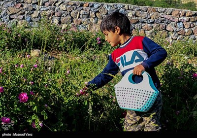 برداشت گل محمدی در روستای عنصرود - تبریز