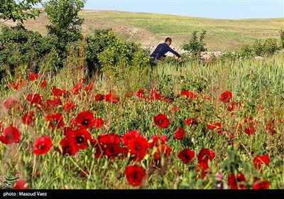 برداشت گل محمدی در روستای عنصرود - تبریز