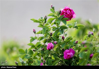 برداشت گل محمدی در روستای عنصرود - تبریز