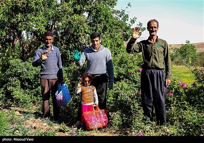 برداشت گل محمدی در روستای عنصرود - تبریز