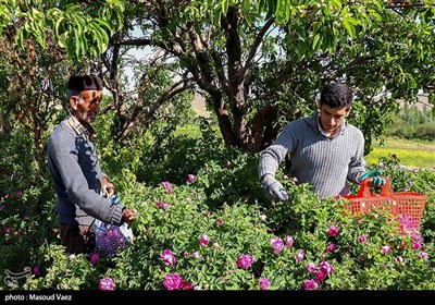 برداشت گل محمدی در روستای عنصرود - تبریز