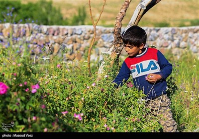 برداشت گل محمدی در روستای عنصرود - تبریز