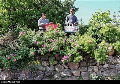 برداشت گل محمدی در روستای عنصرود - تبریز