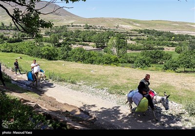 برداشت گل محمدی در روستای عنصرود - تبریز