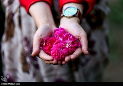 برداشت گل محمدی در روستای عنصرود - تبریز