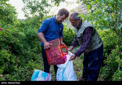 برداشت گل محمدی در روستای عنصرود - تبریز