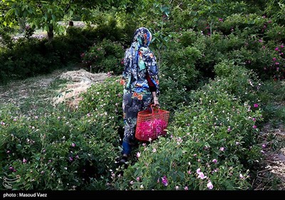 برداشت گل محمدی در روستای عنصرود - تبریز