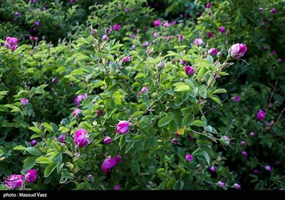 برداشت گل محمدی در روستای عنصرود - تبریز