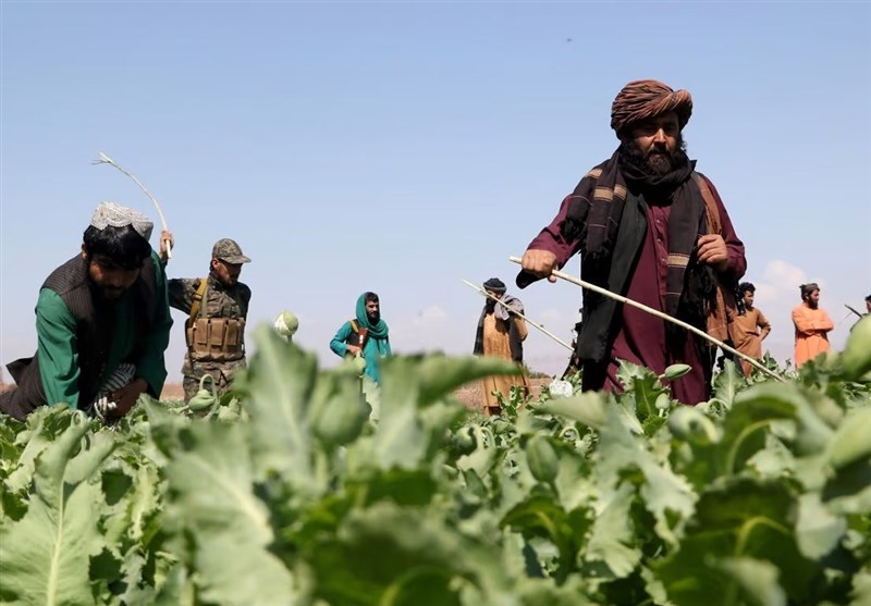 طالبان مجازات جرایم مواد مخدر را اعلام کرد