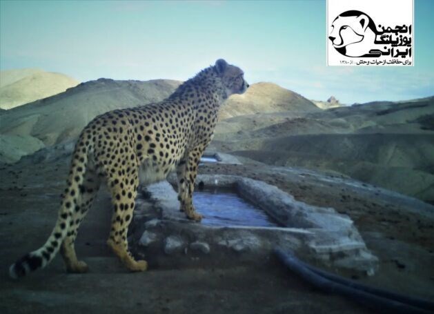 تصویربرداری از &quot;یوزپلنگ جدید&quot; در پارک ملی توران