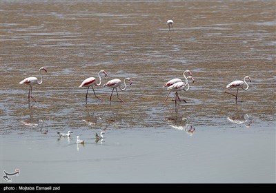 حضور بیش از 30 هزار فلامینگو در تالاب های اقماری دریاچه ارومیه
