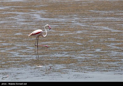 فلامینگوی موجود در پارک ملی دریاچه ارومیه از گونه "فلامینگوی بزرگ " است. 