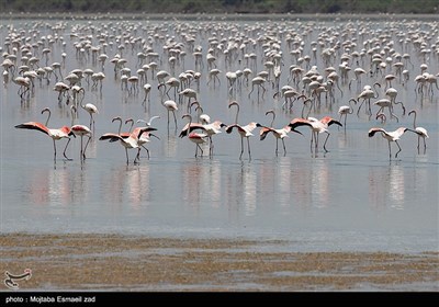 فلامینگوی موجود در پارک ملی دریاچه ارومیه از گونه "فلامینگوی بزرگ " است. 