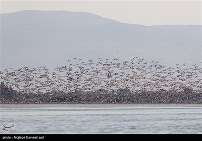 استان آذربایجان غربی از استان های تالابی ایران است و در این استان 40 تالاب فصلی و دائمی وجود دارند که بیش از 300 گونه از پرندگان ثبت شده در کشور در تالاب های این استان زیست می کنند.