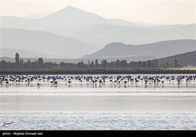 حضور بیش از 30 هزار فلامینگو در تالاب های اقماری دریاچه ارومیه