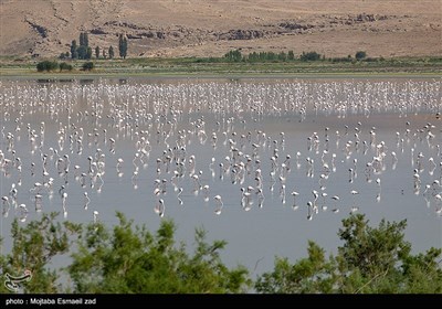 استان آذربایجان غربی از استان های تالابی ایران است و در این استان 40 تالاب فصلی و دائمی وجود دارند که بیش از 300 گونه از پرندگان ثبت شده در کشور در تالاب های این استان زیست می کنند.