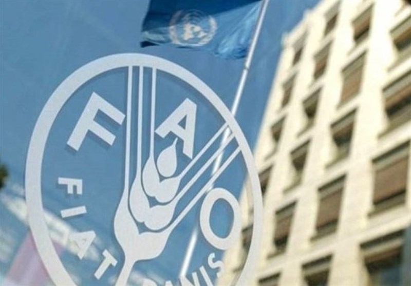 Iran’s Grain Production Volume Expected to Exceeds 20 Million Tons This Year: FAO