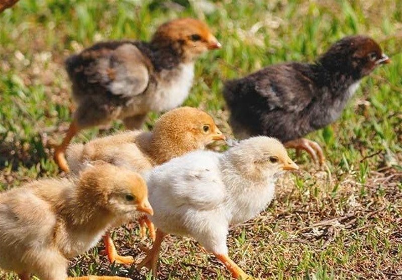 رشد 20 درصدی جوجه‌ریزی در مرغداری‌های سیستان و بلوچستان