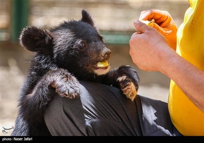 برنامه ریزی جدید برای کلینیک حیات وحش پردیسان/ گم شدن توله خرس و مرگ شیر تکرار نمی‌شود؟
