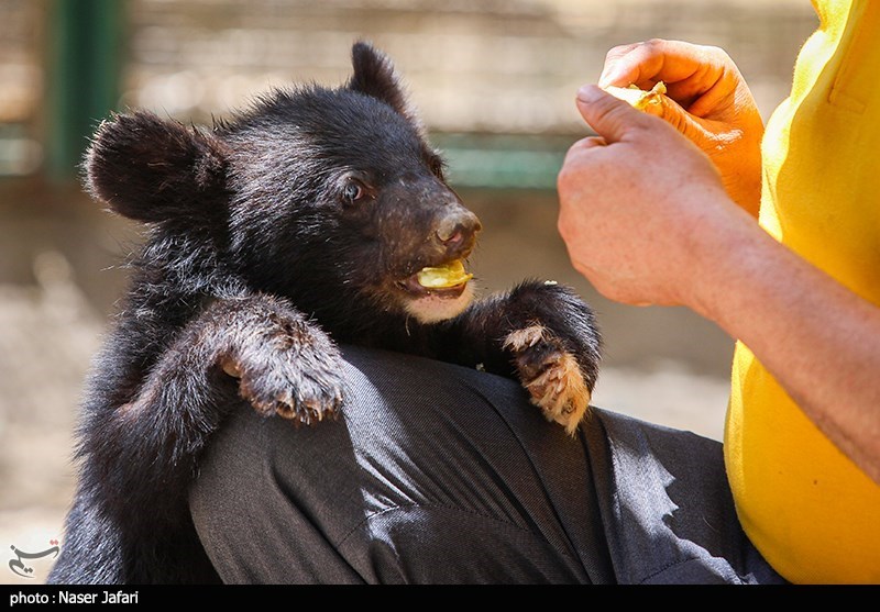 برنامه ریزی جدید برای کلینیک حیات وحش پردیسان/ گم شدن توله خرس و مرگ شیر تکرار نمی‌شود؟