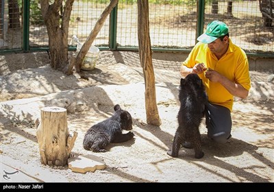 نیما و نیکا دو توله خرس سیاه کشف شده از قاچاقچیان در سیستان و بلوچستان جهت درمان به پارک پردیسان سازمان حفاظت محیط زیست منتقل شده اند.