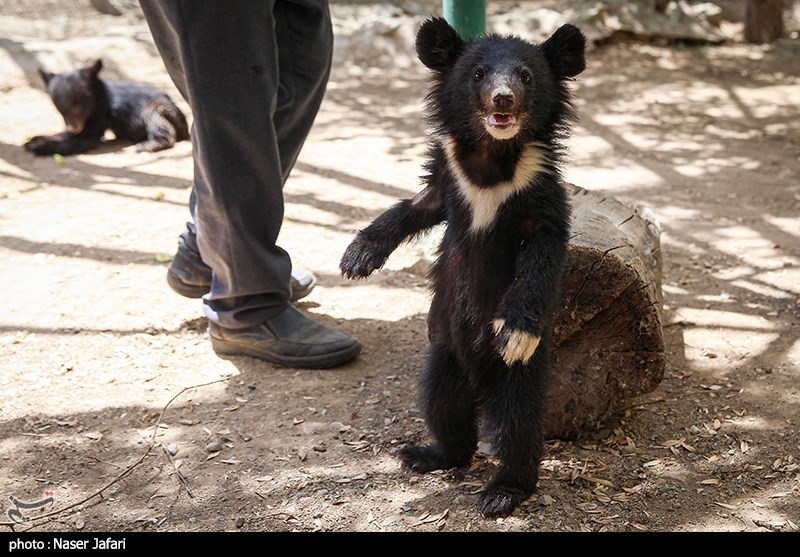 یونسکو | سازمان آموزشی، علمی و فرهنگی سازمان ملل متحد , حیات وحش , 