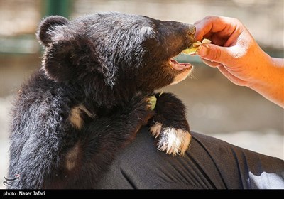 نیما و نیکا دو توله خرس سیاه کشف شده از قاچاقچیان در سیستان و بلوچستان جهت درمان به پارک پردیسان سازمان حفاظت محیط زیست منتقل شده اند.