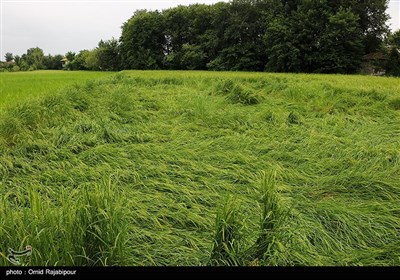 خسارت باران به شالیزارهای برنج - گیلان