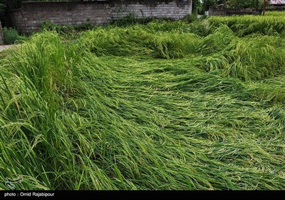 خسارت باران به شالیزارهای برنج - گیلان