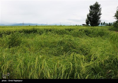 خسارت باران به شالیزارهای برنج - گیلان