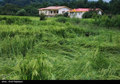 خسارت باران به شالیزارهای برنج - گیلان