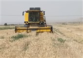 خرید تضمینی ‌115 هزار تن گندم از کشاورزان مازندرانی