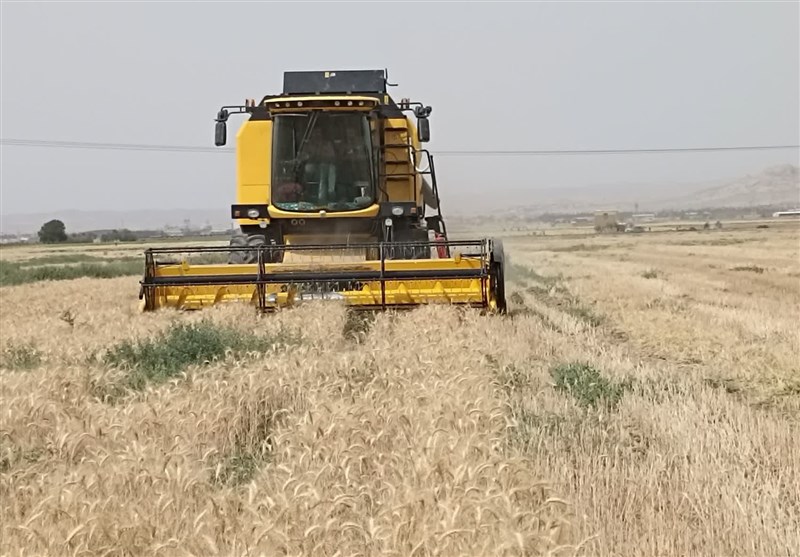 ایران با تولید 14 میلیون تنی سیزدهمین تولید کننده گندم دنیا شد