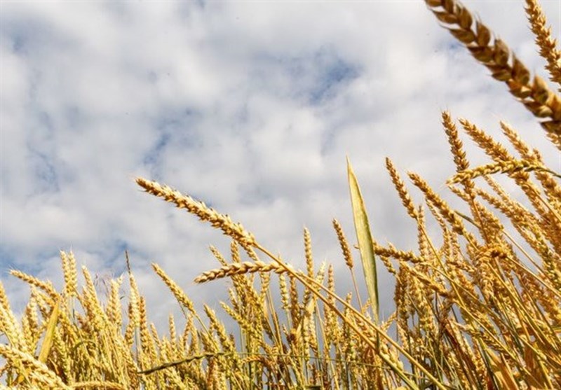 IMF Warns of Sharp Increase in Grain Prices