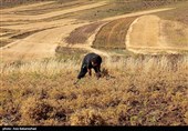 برداشت  نخود در شهرستان دلفان - لرستان