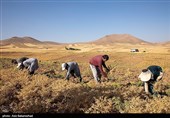 برداشت  نخود در شهرستان دلفان - لرستان