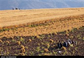 برداشت  نخود در شهرستان دلفان - لرستان